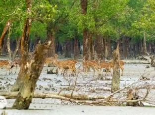 SUNDARBAN