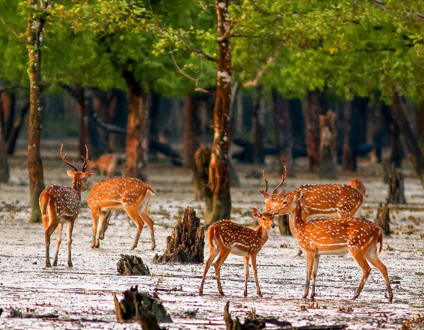 SUNDARBAN