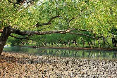 SUNDARBAN